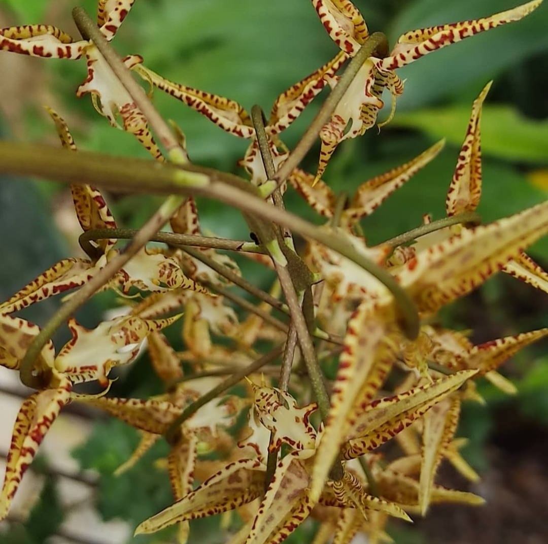 Gongora leucochila